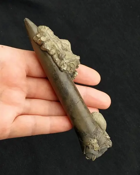 Grote Gepyritiseerde Belemniet - podium - Megateuthis sp. -