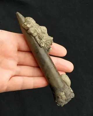 Grote Gepyritiseerde Belemniet - podium - Megateuthis sp. -