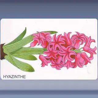 Hyazinthe (1998)
