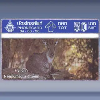 Wildlife 2/4 (1993)