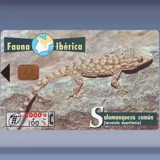 Salamander (1998)