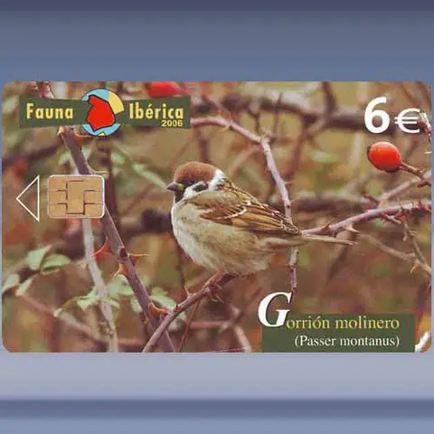 Gorrion Molinero (2006)