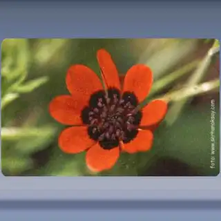 Bloem (2) (2003)