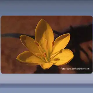 Bloem (5) (2003)