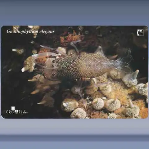 Gnatophyllum elegans (2001)