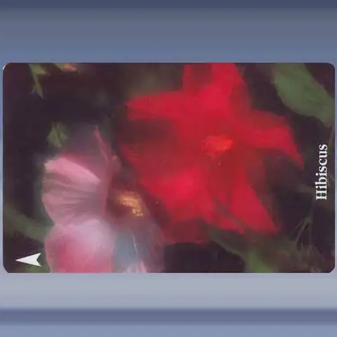 Hibiscus (1994)