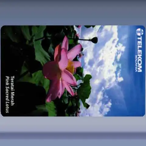Pink Sacred Flower