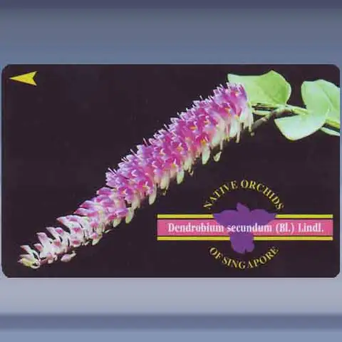 Orchidee, Dendrobium (1995)