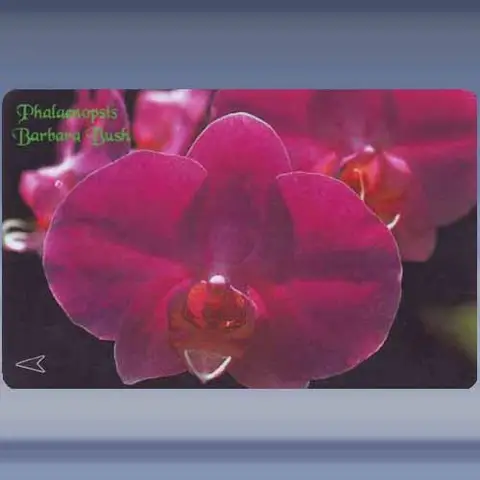 Orchide, Barbara Bush (1996)