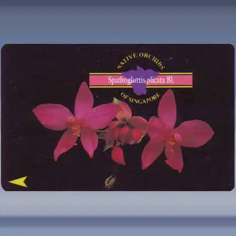 Orchidee, Spotoglottis (1995)