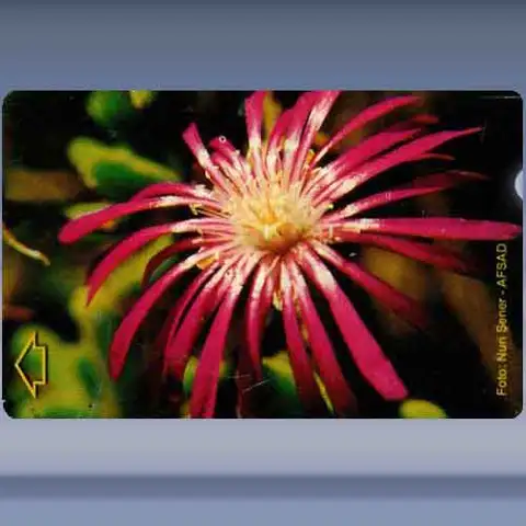 Flower 3 (2006)
