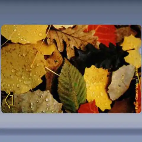 Flower 1 (2006)