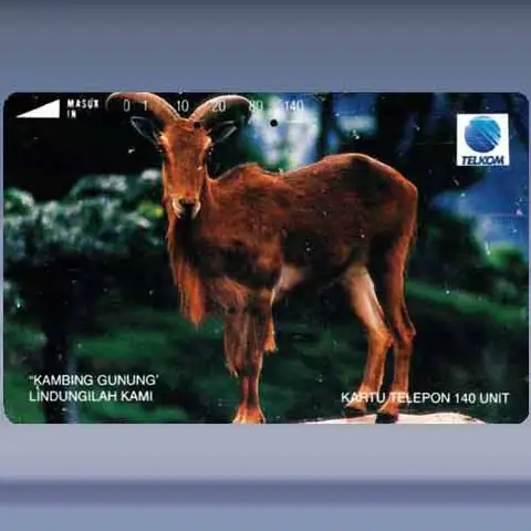 Kambing Gunung - Mouflon (1993)
