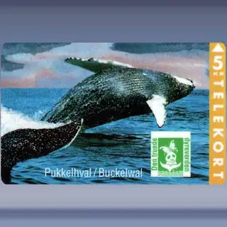 Buckelwal (1994)
