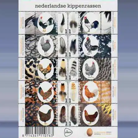 Nederlandse Kippenrassen (2017)