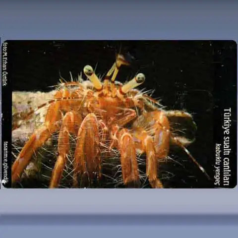 Kabuklu Yengec / Crab (2004)