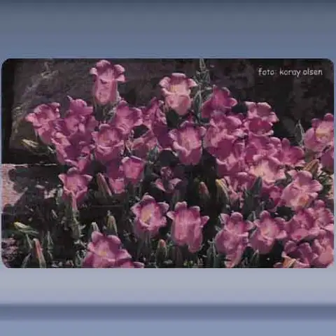 Bloem (8) (2003)