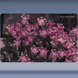 Bloem (8) (2003)