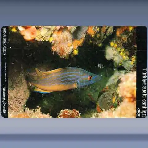 Circir / Peacock Wrasse (2005)