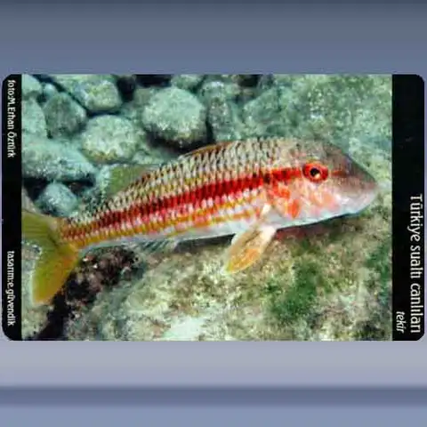 Tekir / Striped Mullet (2005)