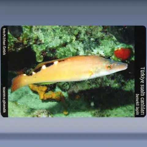 Benekli Lapin / Cuckoo Wrasse (2005)