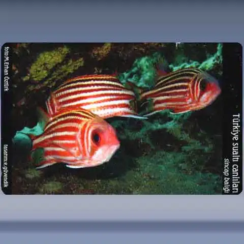Sincap Baligi / Redcoat sand weever (2005)