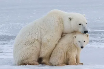 Wildlife Reis Canada | IJsberen Avontuur in Manitoba
