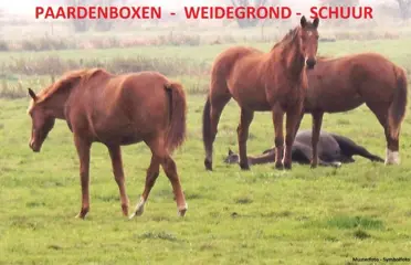 Paardenliefhebbers, boxen, weiland, landelijk wonen