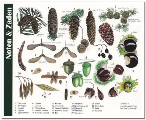 Ansichtkaart: Noten &amp; Zaden