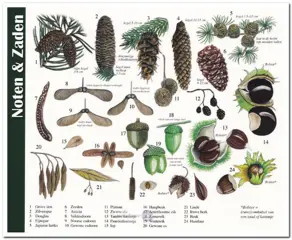 Ansichtkaart: Noten &amp; Zaden
