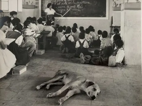 Manuel Carrillo (1906-1989). - Perro descansando en escuela