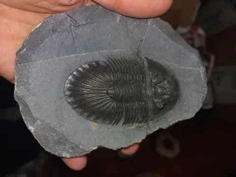 Trilobiet - Op originele matrix - 5×3×5 cm