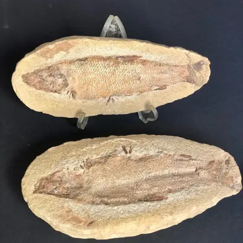 Zeldzame vis - Positief en negatief - Araripelepidotes