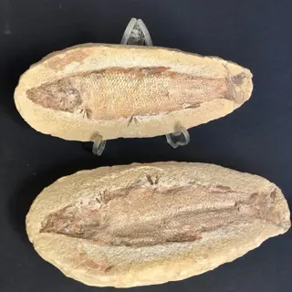 Zeldzame vis - Positief en negatief - Araripelepidotes