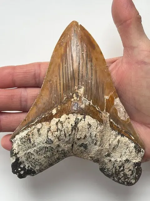 Megalodon-tand van enorme kwaliteit, - Lengte 14,4 cm (5,67