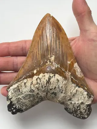 Megalodon-tand van enorme kwaliteit, - Lengte 14,4 cm (5,67