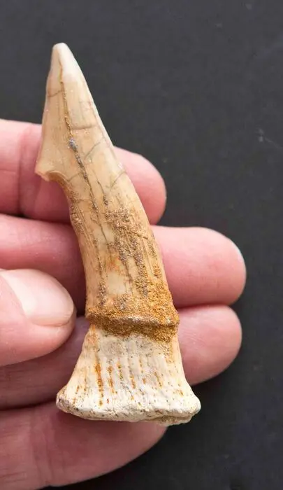 Zag haai - Tand - Onchopristis sp. - 75×26×0 mm