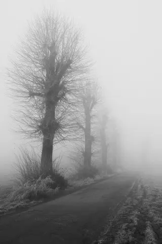 Elliott Grieshofer - Sentiero