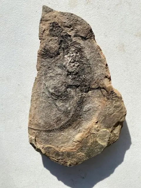 Barasaurus - Op originele matrix - 4×31.5×19.5 cm