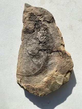 Barasaurus - Op originele matrix - 4×31.5×19.5 cm