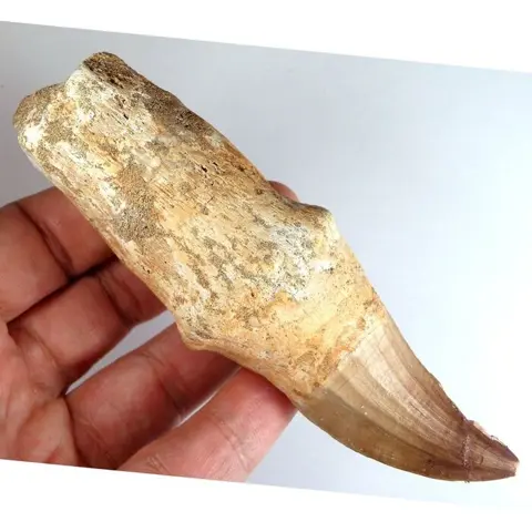 Mosasaurus tand - ZELDZAAM - Complete tand met wortel -