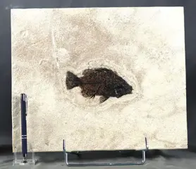 Fossiele vissen ( 13,2 cm !!) - Extra groot - Verhoogde