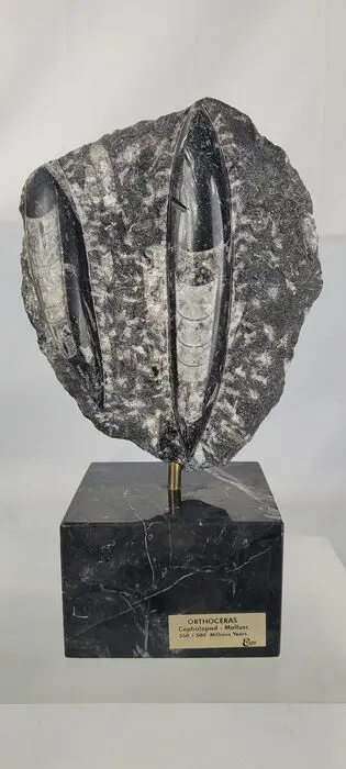 Orthocera's - Fossiel - Orthoceras Cefalopodo Molusco -
