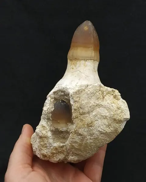 Mosasaurus kaakdeel met tanden - matrix vrij - Prognathodon