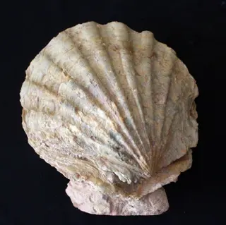 Grote pecten met zijn twee gezichten in verbinding - Schelp