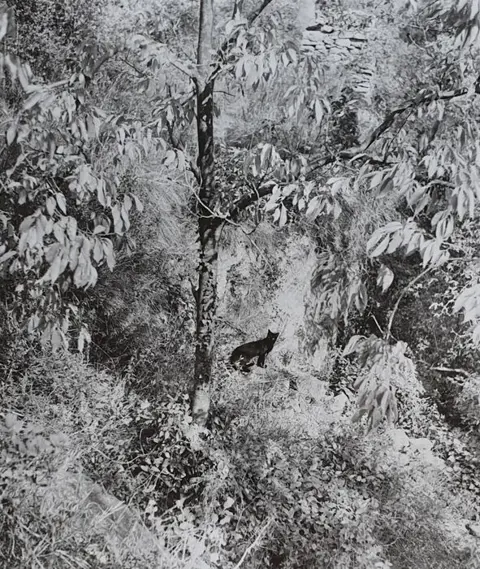 Willy Ronis (1910-2009) - Le Chat Surpris, Gordes, 1951