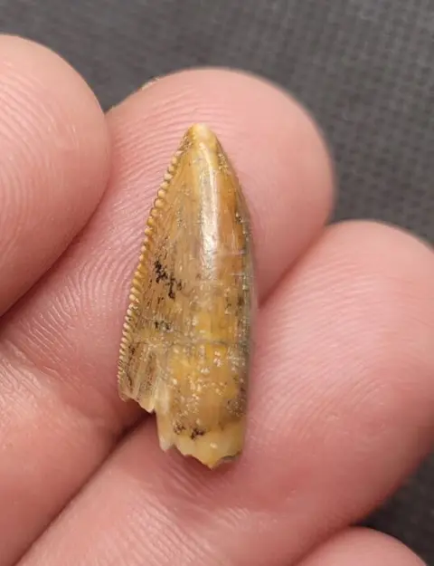 Dinosaurus - zeer zeldzame tand - Majungasaurus