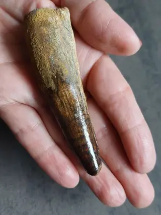 Mooie tand van spinosaurus Spinosaurus aegyptiacus 90 mm -