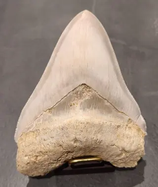 Megalodon - Tand - * COLOR RARE * - 3.2×10.6×13.6 cm