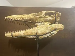 Dinosaurus - kraan - 66×27×25 cm